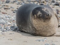 Phoca vitulina 98, Gewone zeehond, adult, Duene (D), Saxifraga-Theo Verstrael