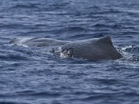 Physeter macrocephalus, Sperm Whale