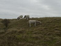 Piedmontese cattle