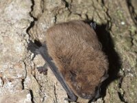 Pipistrellus nathusii 1, Ruige dwergvleermuis, Saxifraga-Mark Zekhuis