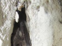 Pipistrellus pipistrellus, Common Pipistrelle