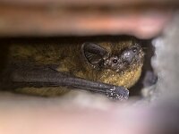 Pipistrellus pipistrellus, Common Pipistrelle