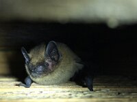 Pipistrellus pipistrellus 2, Gewone dwergvleermuis, Saxifraga-Jeroen Willemsen