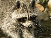 Procyon lotor, Raccoon