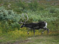 Rangifer tarandus, Reindeer