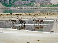 Rangifer tarandus 65, Rendier, Saxifraga-Hans Grotenhuis