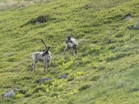 Rangifer tarandus 72, Rendier, Saxifraga-Willem van Kruijsbergen