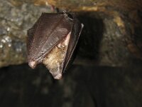 Rhinolophus hipposideros