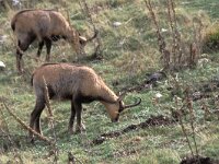 Rupicapra pyrenaica, Pyrenean Chamois