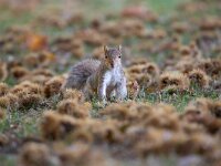 Sciurus carolinensis 2, Grijze eekhoorn-Saxifraga Luc Hoogenstein