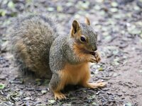 Sciurus niger 1, Saxifraga-Bart Vastenhouw