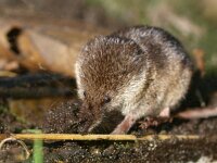 Sorex araneus 1, Gewone bosspitsmuis, Saxifraga-Rudmer Zwerver