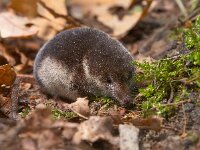 Crowned shrew  Crowned shrew in natural habitat : Crowned, Eurasian, Millet's, Sorex, Sorex coronatus, alive, animal, background, brown, cute, ears, environment, fauna, floor, fluffy, forest, fur, gray, grey, ground, habitat, hair, hairy, insectivore, life, macro, mammal, mouse, natural, nature, outdoor, pet, portrait, primitive, shrew, side, small, tail, view, wild, wildlife