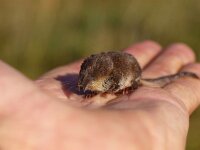 Sorex minutus 1, Dwergspitsmuis, Saxifraga-Rudmer Zwerver