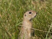 Spermophilus citellus, European Ground Squirrel