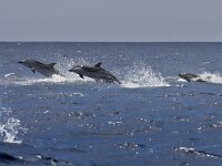 Stenella coeruleoalba, Striped Dolphin