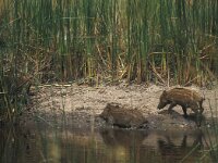 Sus scrofa 1, Wild zwijn, juvenile, Saxifraga-Rob Felix