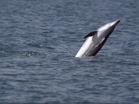 Tursiops truncatus, Bottle-nosed Dolphin