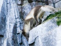 Vulpes lagopus, Arctic Fox