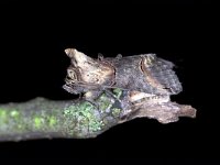 Abrostola asclepiadis 1, Saxifraga-Peter Gergely