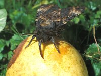 Acherontia atropos 12, Doodshoofdvlinder, Saxifraga-Frits Bink