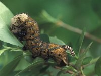 Acherontia atropos 6, Doodshoofdvlinder, caterpillar, Vlinderstichting-Nely Honig