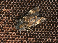 Acherontia atropos 7, Doodshoofdvlinder, Saxifraga-Frits Bink
