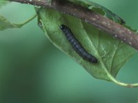 Achlya flavicornis 1, Lente-orvlinder, caterpillar, Vlinderstichting-Nely Honig