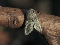 Achlya flavicornis 2, Lente-orvlinder, Vlinderstichting-Nely Honig