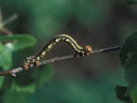 Agriopis aurantiaria 2, Najaarsspanner, caterpillar, Vlinderstichting-Nely Honig