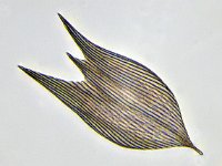 Alsophila aescularia 15, Voorjaarsboomspanner, Saxifraga-Ab H Baas