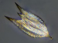 Alsophila aescularia 16, Voorjaarsboomspanner, Saxifraga-Ab H Baas