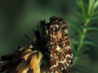 Anarta myrtilli 3, Roodbont heide-uiltje, Vlinderstichting-Nely Honig