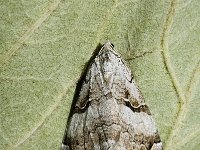 Aplocera  praeformata 1, Saxifraga-Marijke Verhagen