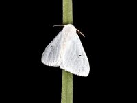 Arctornis l-nigrum 1, Zwarte l-vlinder, Saxifraga-Peter Gergely