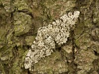 Peper-en-zoutvlinder, Peppered Moth, Biston betularia : Fauna, Insect, Lepidoptera, Nachtvlinder, Ongewervelde