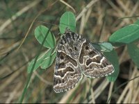 Callistege mi 2, Mi-vlinder, female, Saxifraga-Frits Bink