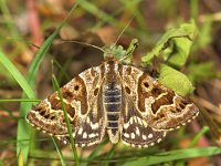 Callistege mi 3, Mi-vlinder, Vlinderstichting-Ab H Baas