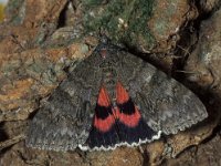 Catocala nupta 11, Rood weeskind, Vlinderstichting-Nely Honig