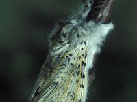Cerura vinula 5, Hermelijnvlinder, Vlinderstichting-Nely Honig