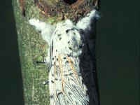 Cerura vinula 6, Hermelijnvlinder, male, Saxifraga-Frits Bink