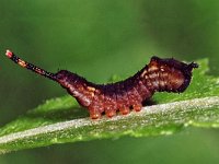 Cerura vinula 236_26 : Cerura vinula, Puss Moth, Hermelijnvlinder, caterpillar, first faze