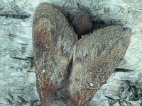 Dendrolimus pini 3, Dennenspinner, Vlinderstichting-Nely Honig