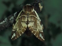 Endromis versicolora 5, Gevlamde vlinder, Vlinderstichting-Nely Honig