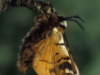 Endromis versicolora 6, Gevlamde vlinder, Vlinderstichting-Nely Honig