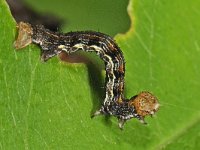 Erannis defoliaria 10, Grote wintervlinder, Saxifraga-Ab H Baas