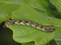 Erannis defoliaria 33, Grote wintervlinder, Saxifraga-Ab H Baas