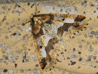 Erannis defoliaria #10448 : Erannis defoliaria, Grote wintervlinder