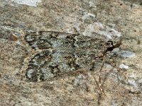Eudonia lacustrata 2, Lichte granietmot, Saxifraga-Ab H Baas
