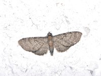 Eupithecia haworthiata 1, Bosrankdwergspanner, Saxifraga-Peter Gergely